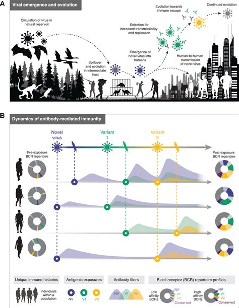 Immunological Drivers Of Zoonotic Virus Emergence Evolution And Endemicity Immunity